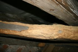 Schimmelpilzbefall im Wohnbereich